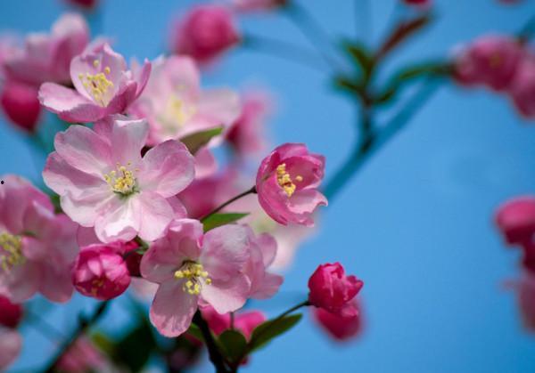 海棠花的资料,春日里的浪漫使者与历史见证
