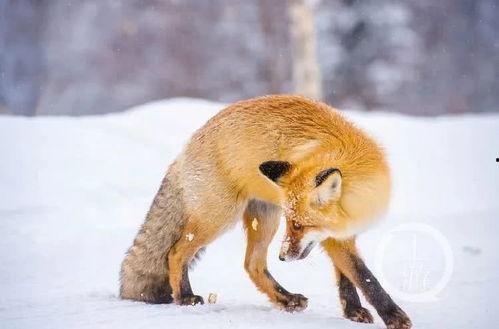 火狐狸图片,神秘魅力的自然精灵